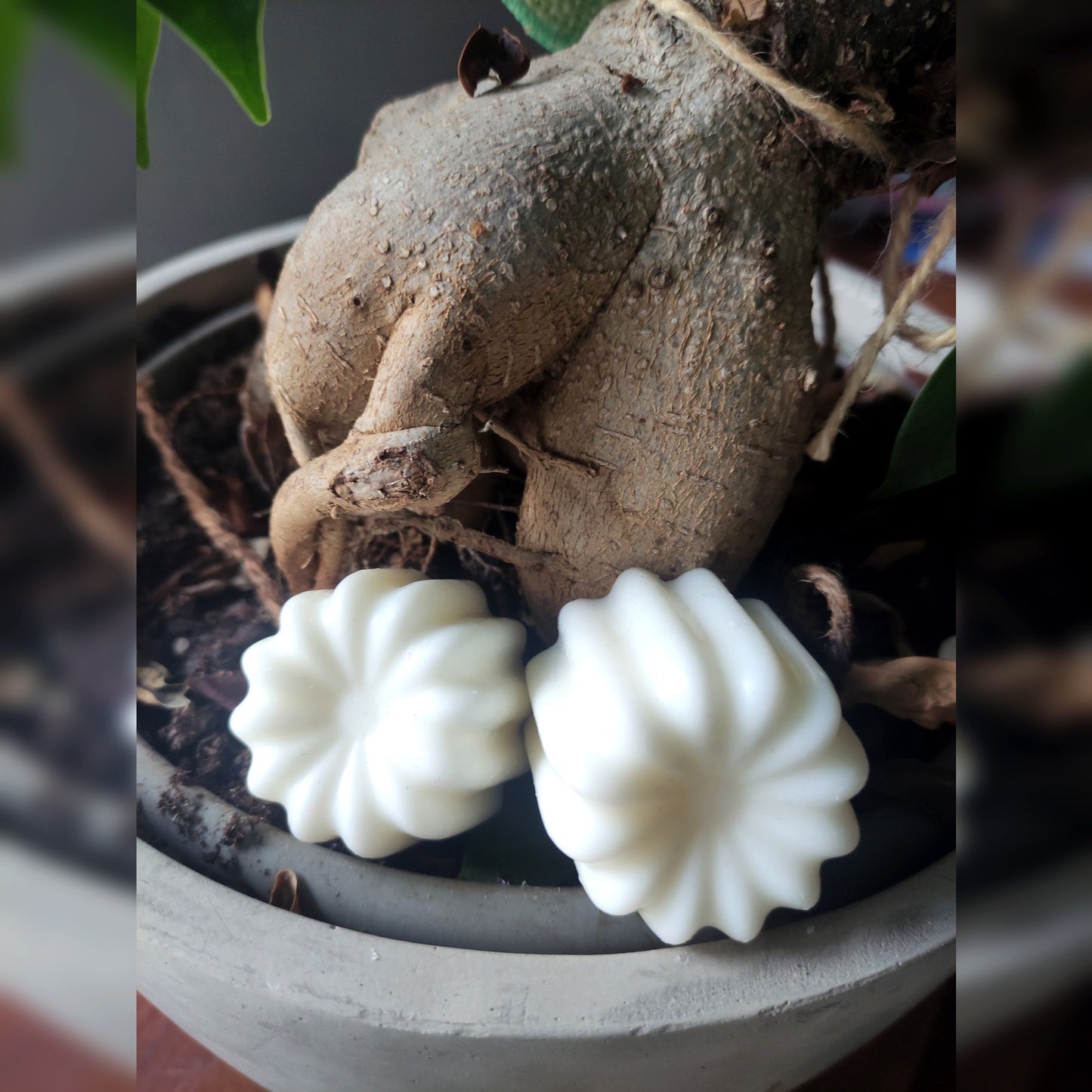 Cannulés - Cèdre 70g