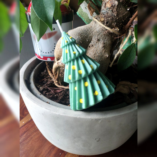 Le Sapin Vrille - Cèdre 80g