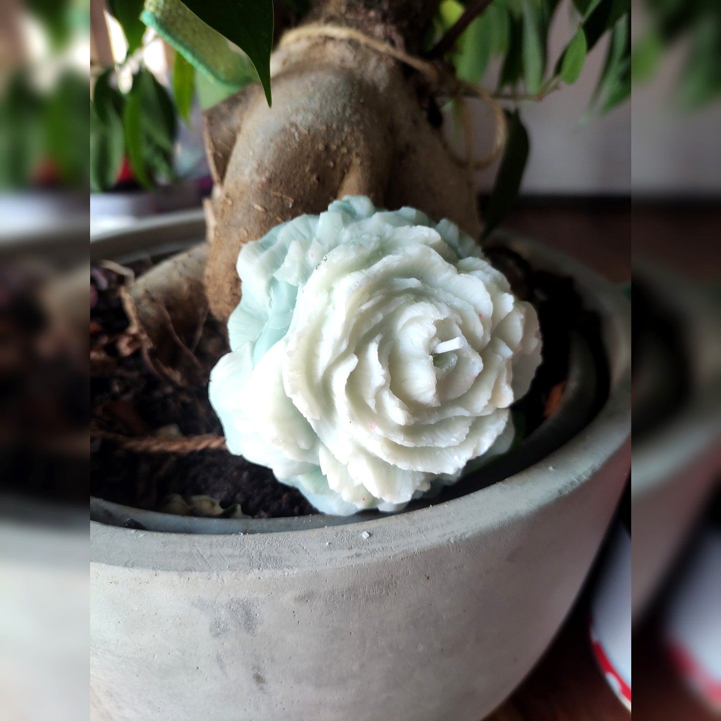 La Pivoine - Cèdre 80g