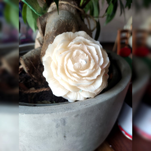 La Pivoine - Cèdre 80g