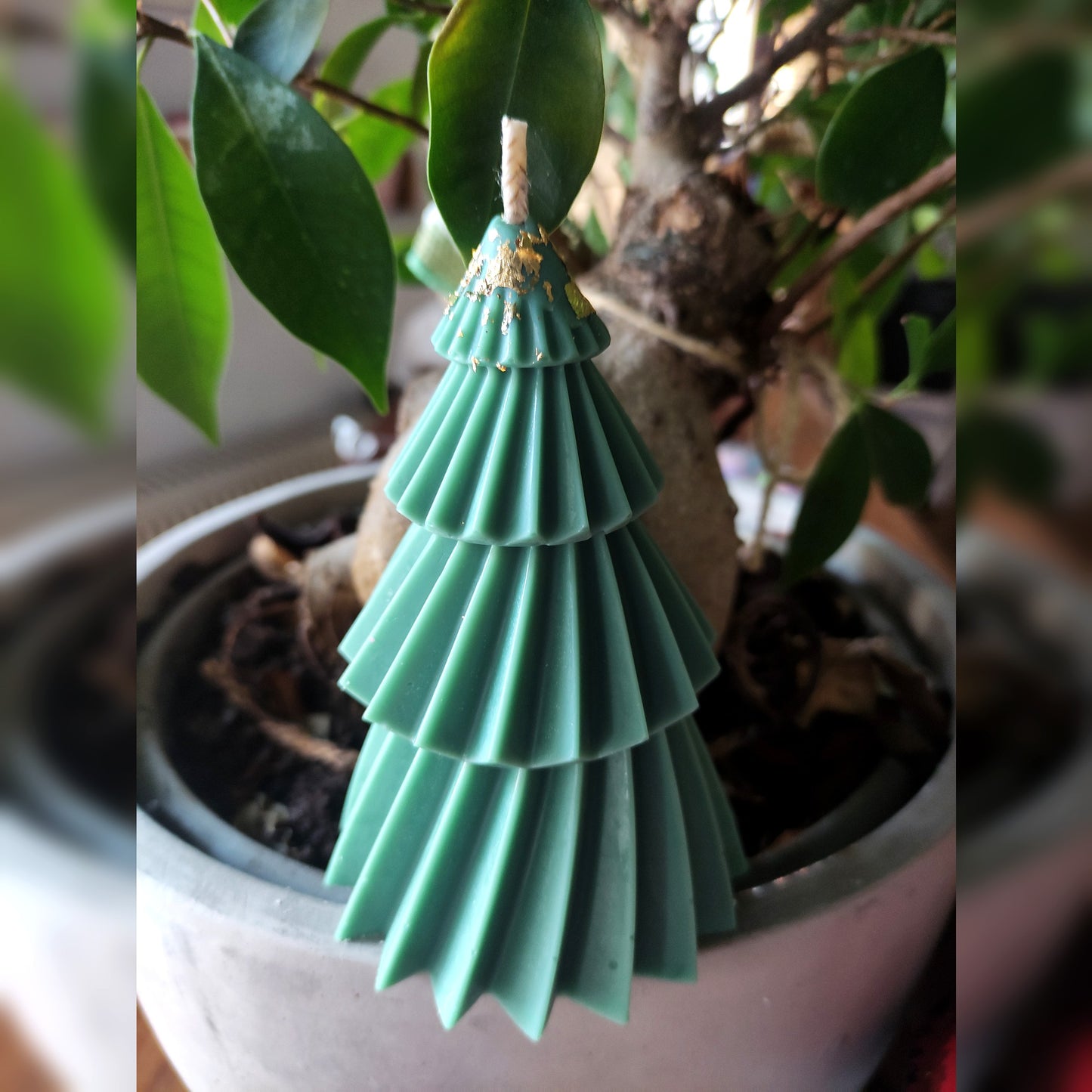 Le Sapin Vrille - Cèdre 80g